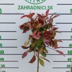 Červienka Fraserova (Photinia × fraseri) ´RED ROBIN´ - výška 90-110 cm, kont. C7L - NA KMIENKU